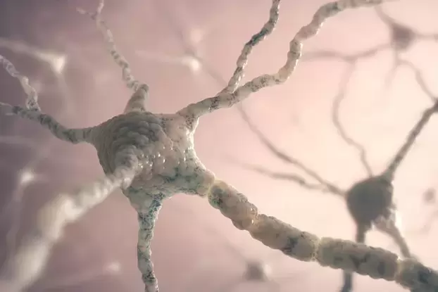 struttura del neurone